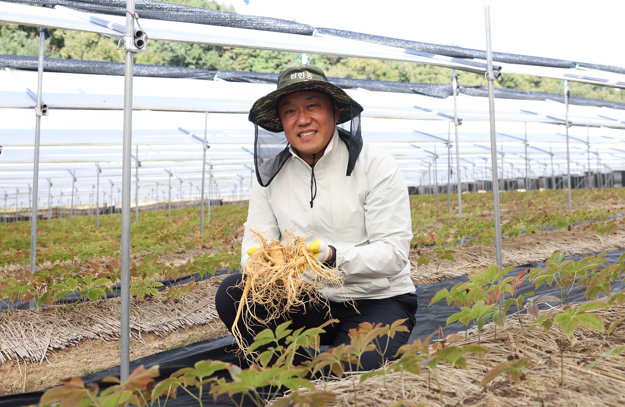 삼식농가 수삼 이미지